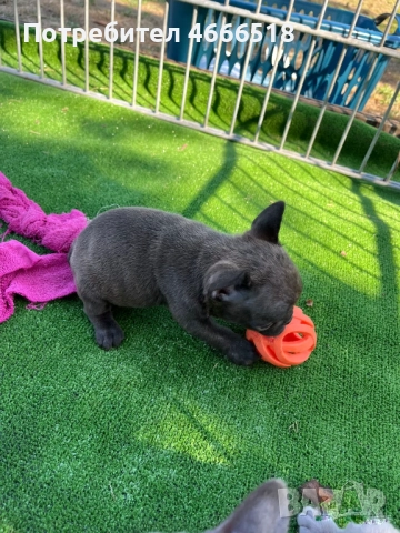 Очарователни кученца френски булдог, снимка 2 - Френски булдог - 52629289