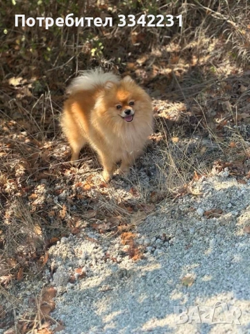 ПОМЕРАН ЗА РАЗПЛОД , снимка 2 - Търси партньор - 51894638