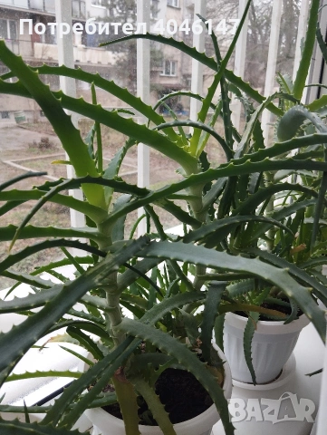 Алое (дьрвовидно) , снимка 6 - Стайни растения - 53558797