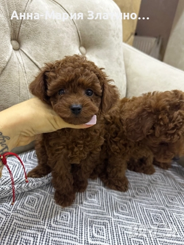 Той пудел момчета и момичета, снимка 7 - Пудели - 51889483