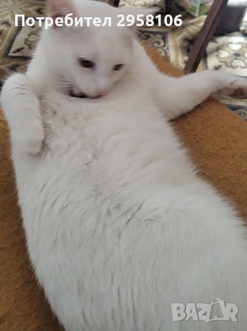 бяло коте, британска късокосмест, 9 мес., снимка 2 - Британска късокосместа - 53301077