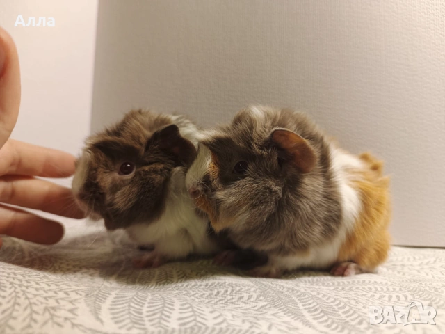 Малки морски свинчета