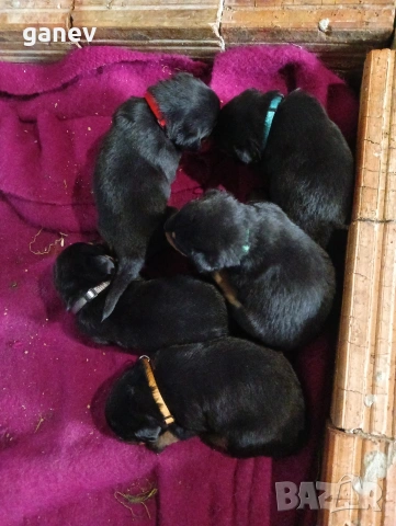 бебета ротвайлер , снимка 5 - Ротвайлер - 54019595