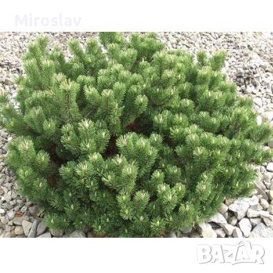 Джуджевиден Клек / Pinus mugo pumilio, снимка 6 - Градински цветя и растения - 45556912