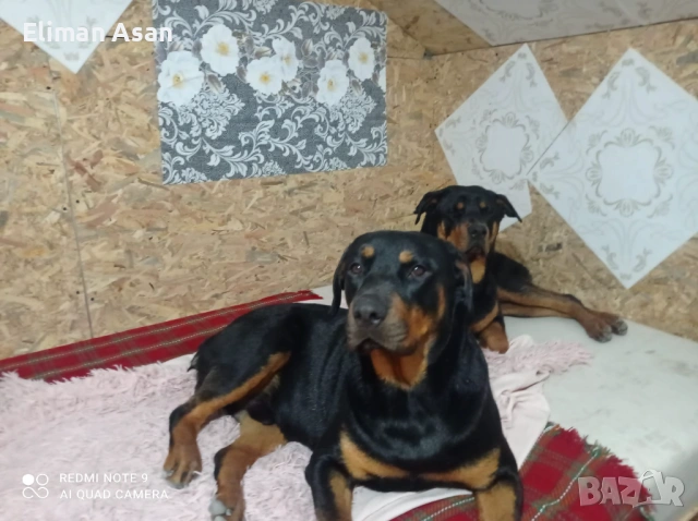 Rotwailer Kuceta majko Jesnko , снимка 4 - Ротвайлер - 53354183