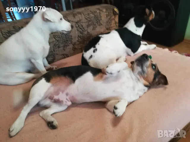 ДЖАК-КУПУВАМ ДЖАК РЪСЕЛ 1004251727