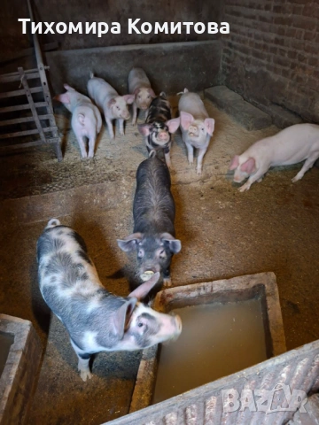 Свободни прасета 