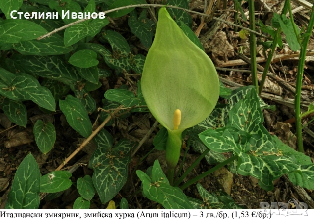 Италиански змиярник, змийска хурка (Arum italicum) – грудки, снимка 2 - Сортови семена и луковици - 52371795