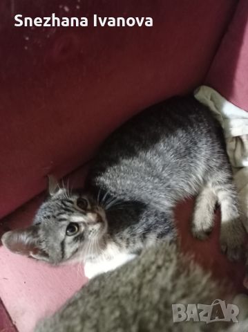котенца от Варна търсят любящи стопани 