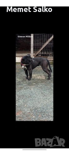 Amerikan Buly, снимка 2 - Питбул - 53584135