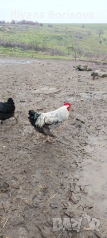 Млади петли за разплод или за клане породисти, снимка 3 - Кокошки и пуйки - 53306345