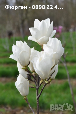 Магнолия Леней Алба - Lenei Alba Студоустойчива