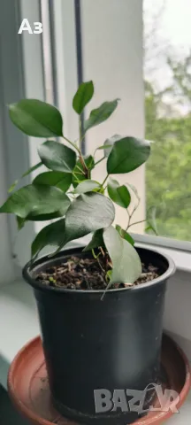 Продавам Бенджамини, височина 30-35 см, снимка 4 - Стайни растения - 49896679
