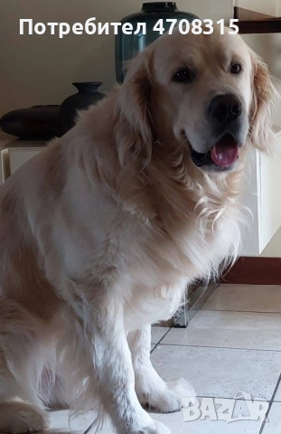 Голдън ретривър карамел момче, снимка 10 - Голдън ретривър - 53260030