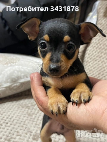 Продавам чихупинчери на 2 месеца , снимка 3 - Чихуахуа - 53702366