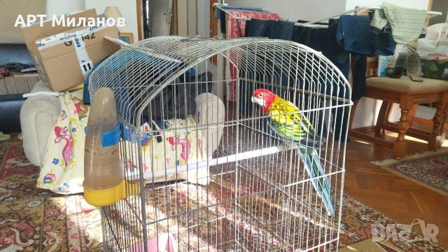 Розела , снимка 3 - Папагали - 53473924