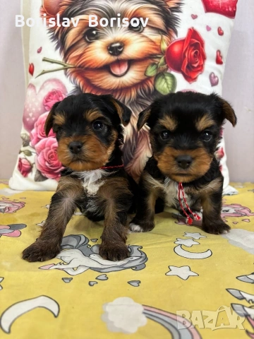 йоркита , снимка 2 - Йоркширски териер - 53722938