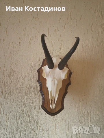 Ловен трофей от Дива коза , снимка 3 - Други - 51001488