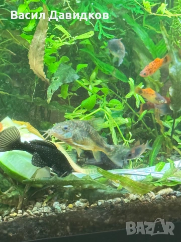 Анцуструс L144 , 183 , коридораа Венецуела , снимка 10 - Рибки - 53884676