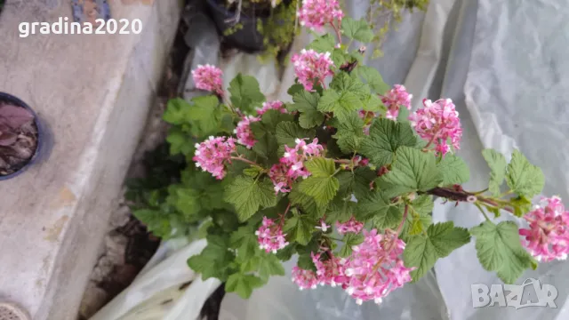 Касис- Френско грозде, снимка 15 - Градински цветя и растения - 27293149