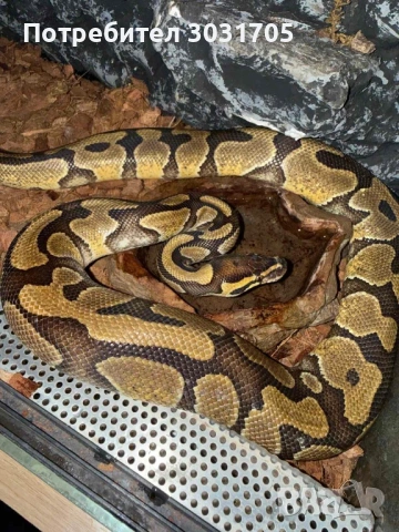 Кралски питон мъжки и женски, снимка 4 - Змии - 54301469