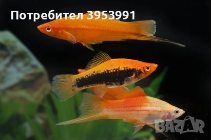 декоративни рибки, снимка 2 - Рибки - 52470776