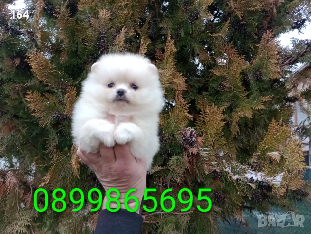 Мини момиченце. Померан. Реални снимки! Изпращам клипове!