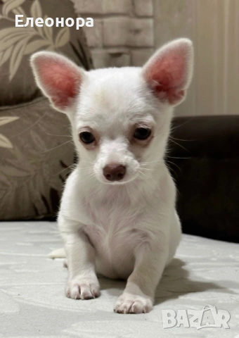 Мини Чихуахуа Момиченце, снимка 2 - Чихуахуа - 53250364