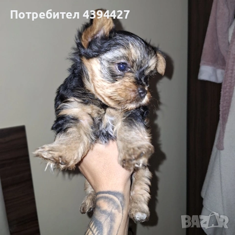 Мини йорки момиченце