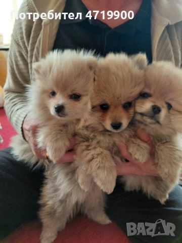 Продавам померан / померанчета