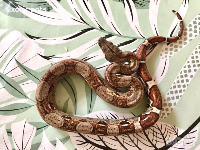 Змия, боа, Boa Constrictor, снимка 4 - Змии - 46379604