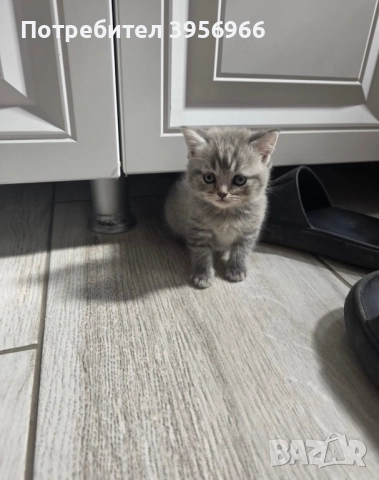 Британска клепоуха, снимка 1