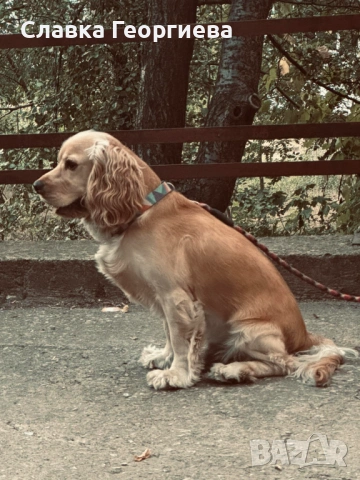 Английски Кокер шпаньол , снимка 17 - Търси партньор - 53963879