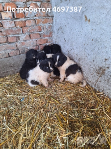 Продавам малки каракачанки, снимка 2 - Каракачанска овчарка - 52953485