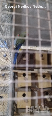 Продавам малки александри , снимка 16 - Папагали - 52697084