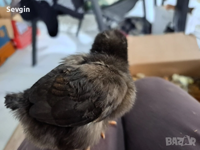 пилета, снимка 2 - други­ - 53641059