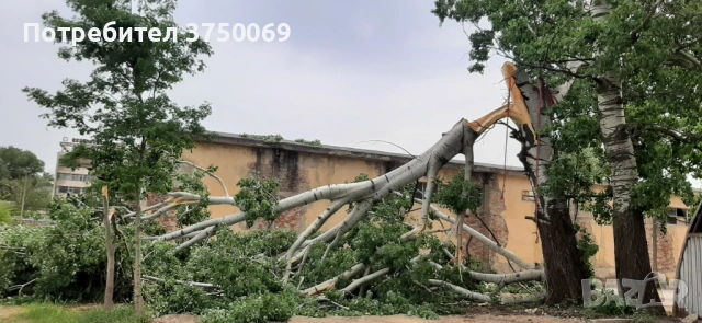 Рязане на опасни дървета по алпийски способ, снимка 3 - Други - 54069878