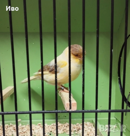 Глостери , снимка 4 - Канари - 53037062