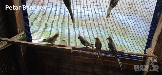 монаси александри розели , снимка 7 - Папагали - 52672580