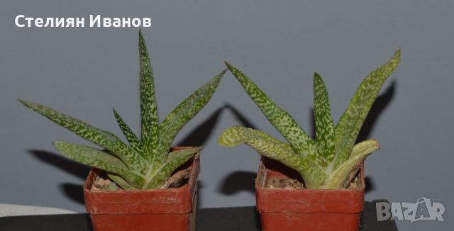 Гастерия (Gasteria carinata), снимка 1 - Стайни растения - 37398790