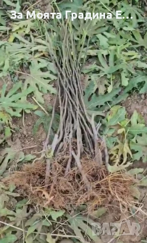 Смокиня - Брунсуик, снимка 3 - Градински цветя и растения - 53618378