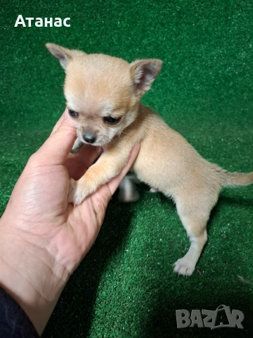 Чихуахуа, снимка 2 - Чихуахуа - 54097152