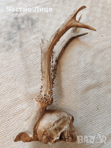 Много Стар Ловен Трофей Череп с Рога на Сръндак, снимка 2 - Други - 50917166