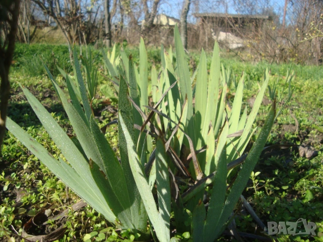 Перуника (Iris)