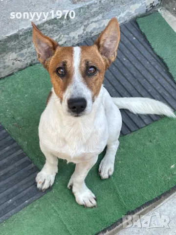 ТЪРСИМ ЖЕНСКА ЗА ДЖАК ЗА РАЗПЛОД 2603250737, снимка 3 - Джак ръсел териер - 49641336