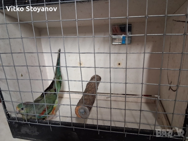 Многоцветен поен-женски, снимка 7 - Папагали - 52238797