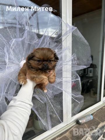 Кученца пекинез, снимка 6 - Пекинез - 53399784