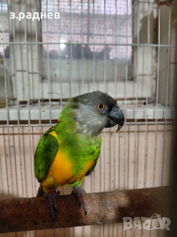 Двойка сенегалски папагали, снимка 2 - Папагали - 53627458