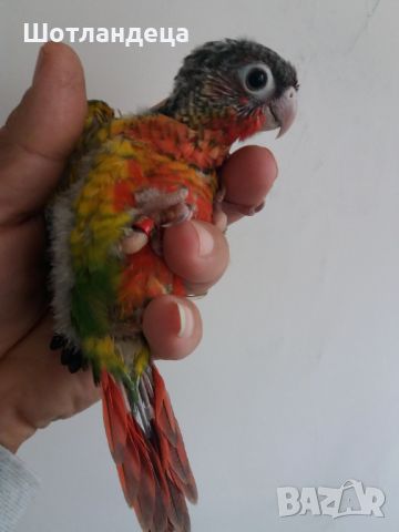 Папагал пирура хипоксантия-бебета, снимка 3 - Папагали - 45754072