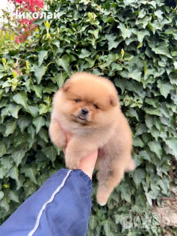 Померан момче. Померанче, снимка 5 - Померан - 54216754